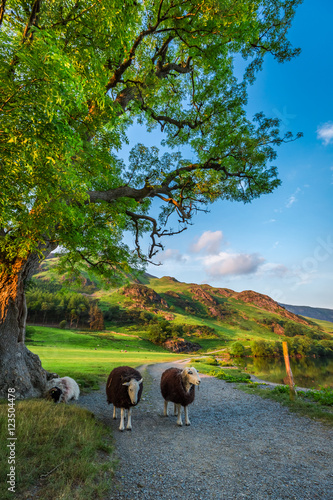 Sheeps on footpath at sunset in the Lake District, England