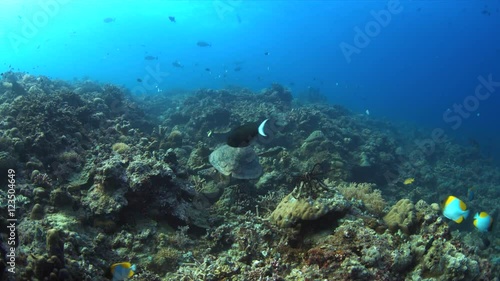 Wallpaper Mural Hawksbill turtle swimming on a Coral reef with plenty fish. 4k footage Torontodigital.ca