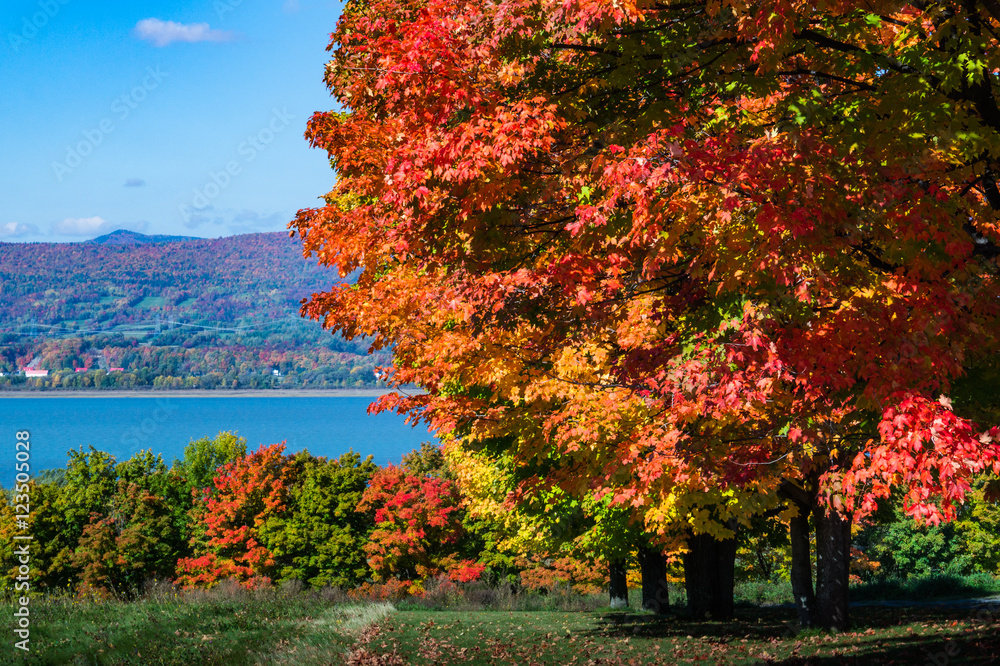 trees with bright autumn fall foliage colors with the St. Lawrence River and Quebec countryside across the river
trees with bright autumn fall foliage colors with the St. Lawrence River and Quebec countryside across the river