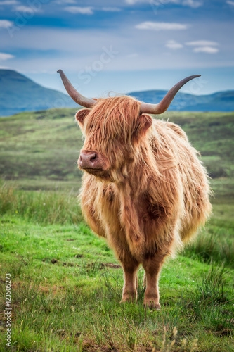 Grazing highland cow in Scotland, United Kingdom
