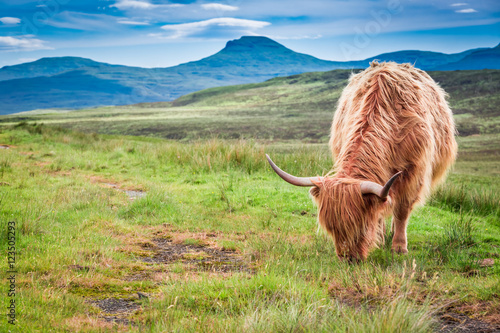 Highland cow in Scotland, U...