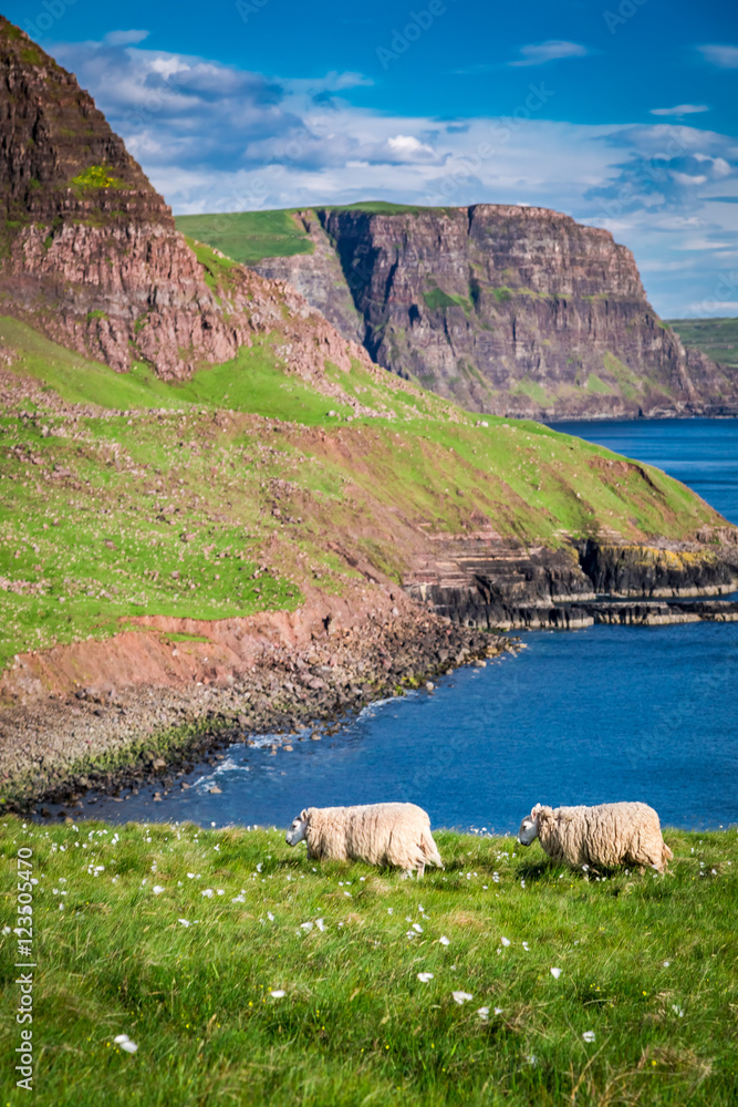 Obraz premium Stunning view to sheep on the edge of a cliff, Isle of Skye, Scotland