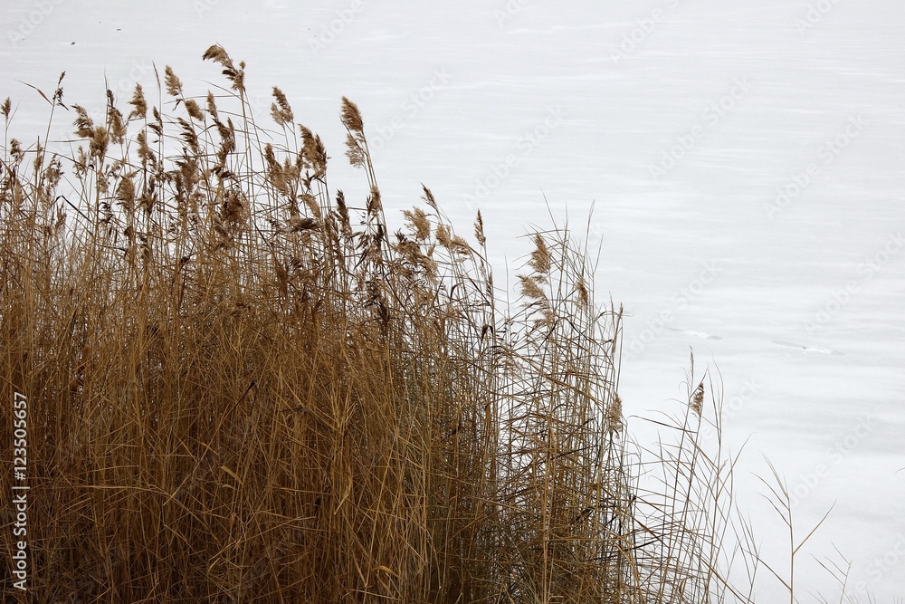 Fototapeta premium Reeds in the snow. 2