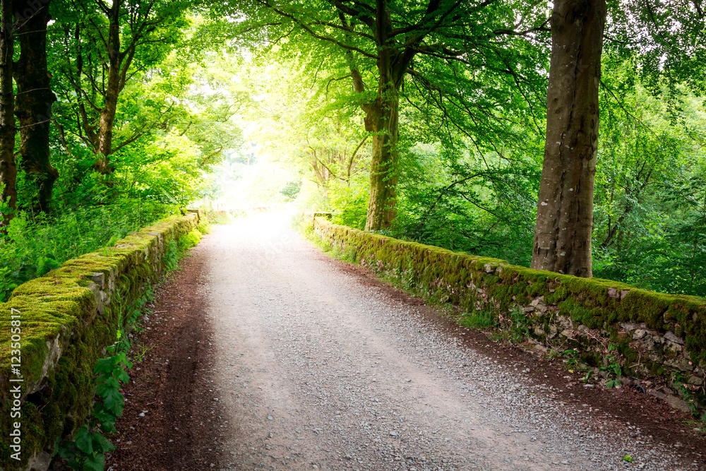 Fototapeta premium Path in the forest and sunbeam