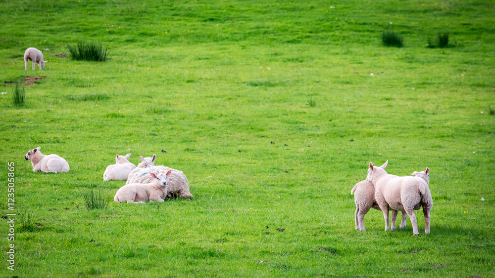 Obraz premium Small sheeps on green pasture in District Lake, England