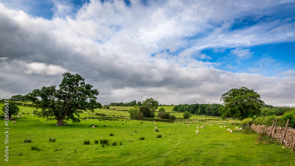 Obraz premium View of pasture full of sheep fenced stone wall, England
