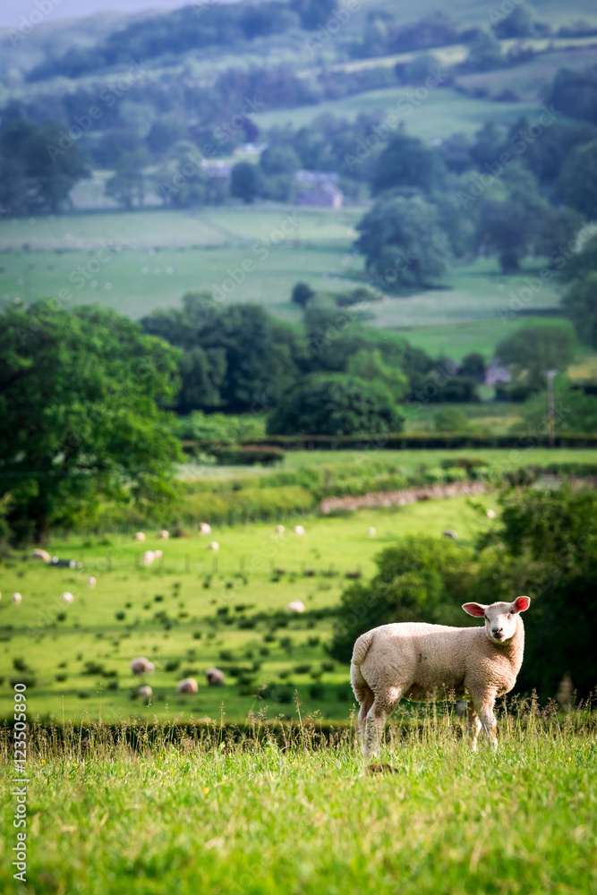 Fototapeta premium Small sheep on the top of green hill in District Lake, England