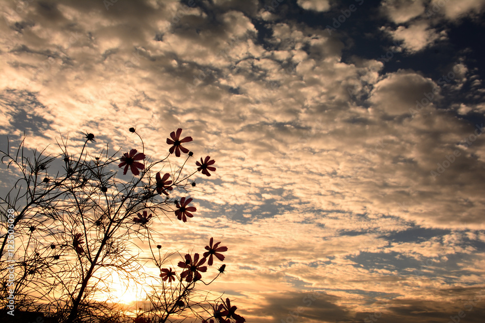 Fototapeta premium コスモスの花と秋の空 