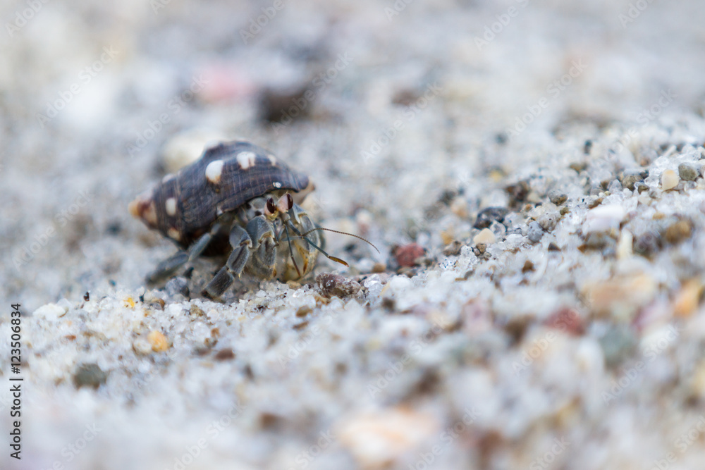 tropical hermit crab