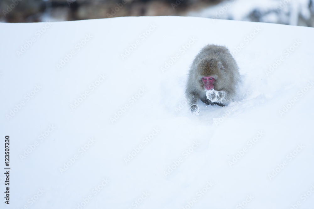 Snow monkeys in a natural onsen (hot spring), located in Jigokud Snow monkeys in a natural onsen (hot spring), located in Jigokud