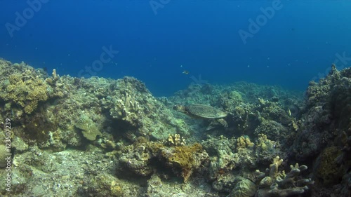 Wallpaper Mural Hawksbill turtle swimming on a Coral reef. 4k footage Torontodigital.ca