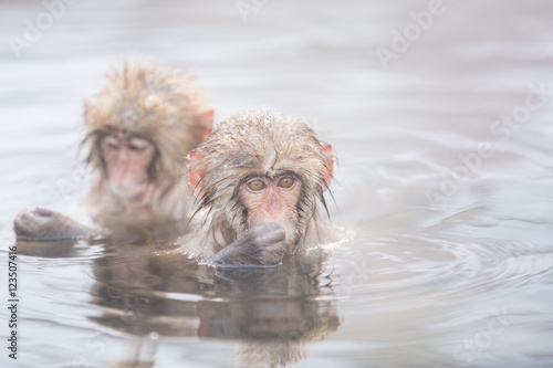 Snow monkeys in a natural onsen  hot spring   located in Jigokud