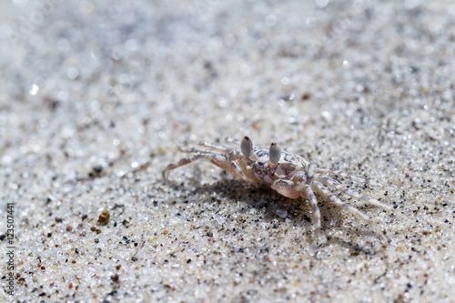 Horned Ghost Crab or sand crab