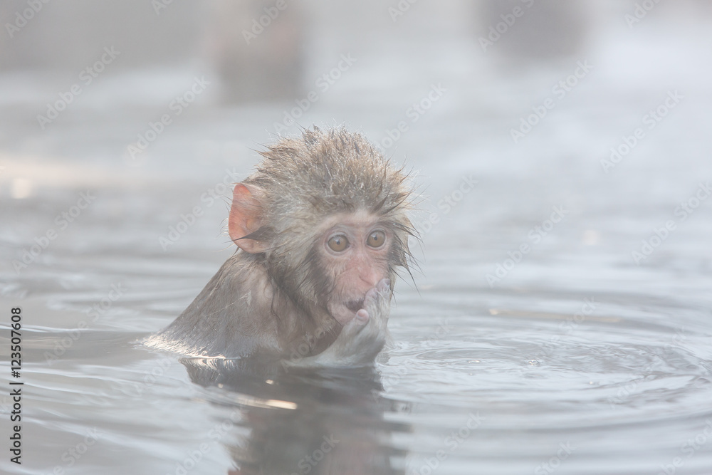 Naklejka premium Snow monkeys in a natural onsen (hot spring), located in Jigokud