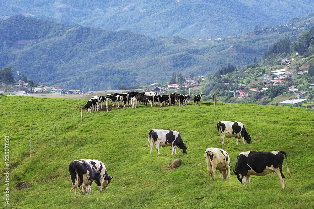 Cows grazing on a green field in Kundasang, Sabah, Malaysia Cows grazing on a green field in Kundasang, Sabah, Malaysia