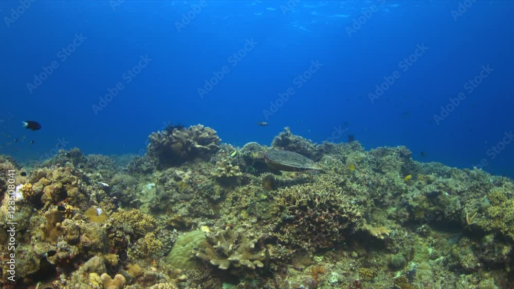 Hawksbill turtle swimming on a Coral reef. 4k footage Hawksbill turtle swimming on a Coral reef. 4k footage