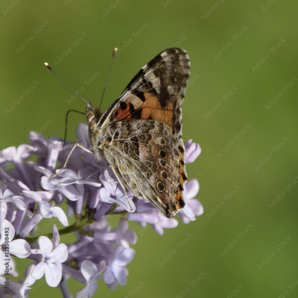 Butterfly rash on lilac colors. Butterfly urticaria. Butterfly rash on lilac colors. Butterfly urticaria.