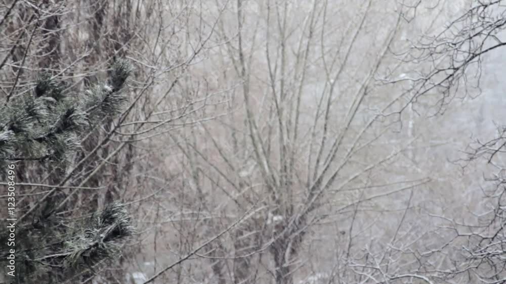 Winter Landscape, Snow Falling Over Trees, Deserted Park, Winter in The City Winter Landscape, Snow Falling Over Trees, Deserted Park, Winter in The City