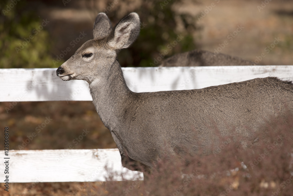 Side view of white tail deer.
