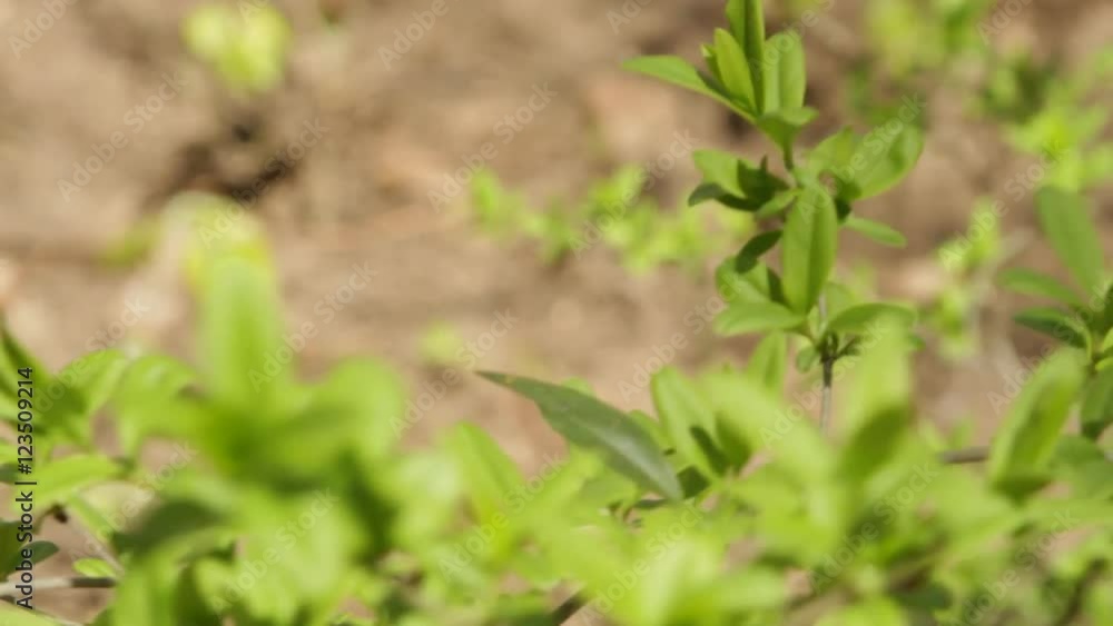 First Fresh Leaves In Springtime When Nature Is Reborn First Fresh Leaves In Springtime When Nature Is Reborn