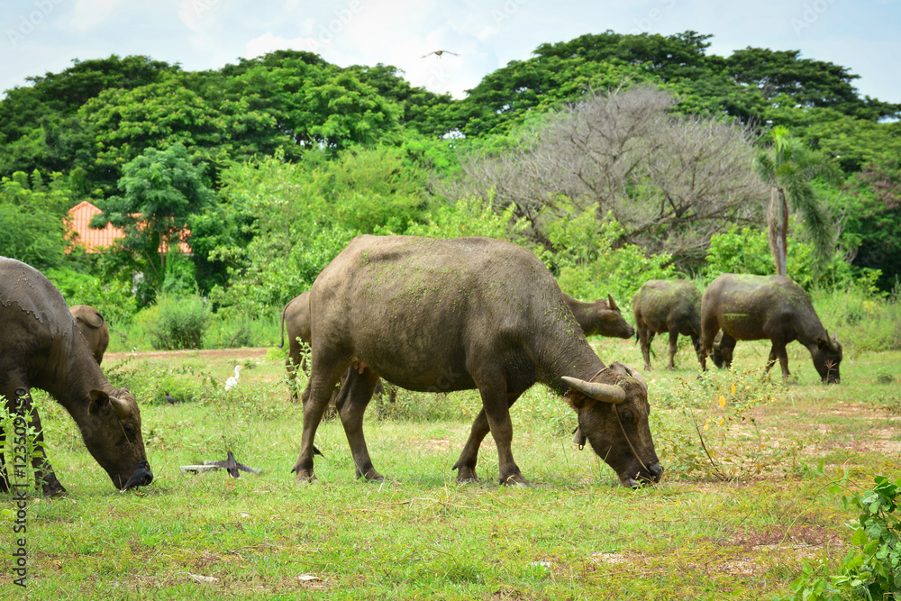 Thailand buffalo Family on his Prairie Plains 7 Thailand buffalo Family on his Prairie Plains 7