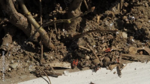 Wallpaper Mural Busy Red Bugs In Dirt, Spring Sun, Nature Reborn, Seasons Torontodigital.ca