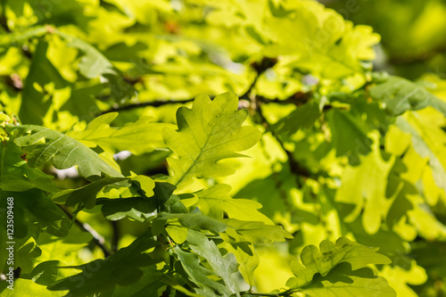 closeup of backlit oak tree leaves in springtime