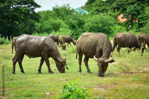 Thailand buffalo Family on his Prairie Plains 6