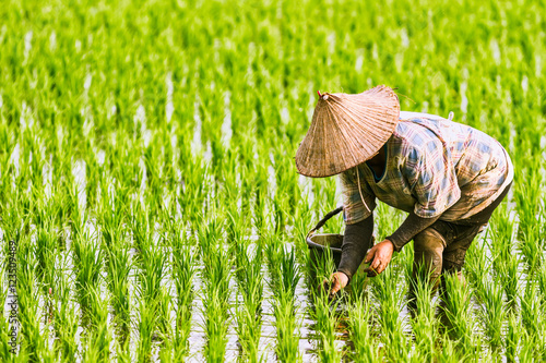 Fototapeta The Farmer planting on the organic paddy rice farmland