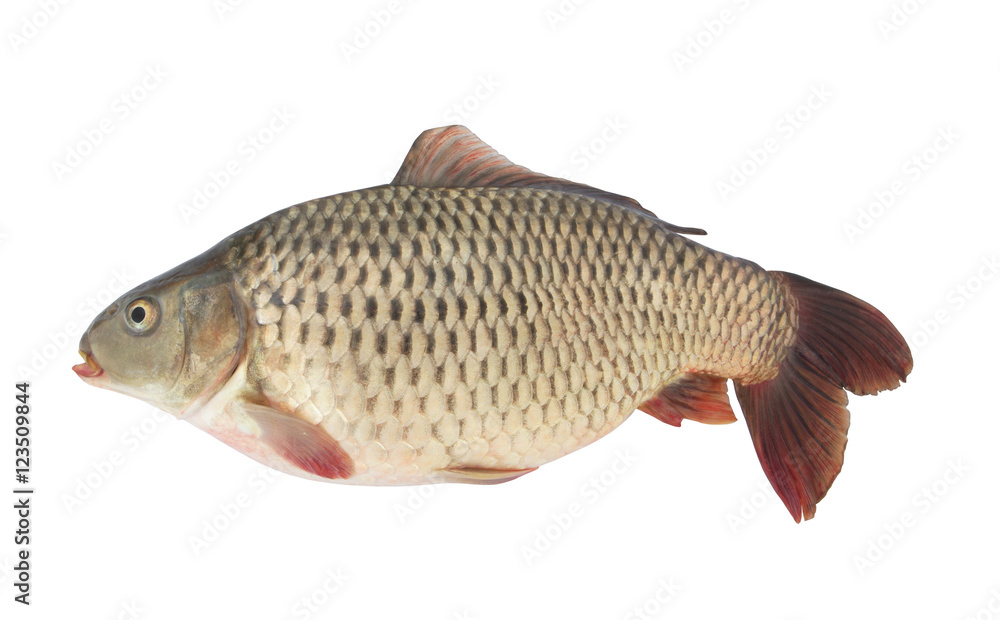 Carp fish isolated on white background Carp fish isolated on white background