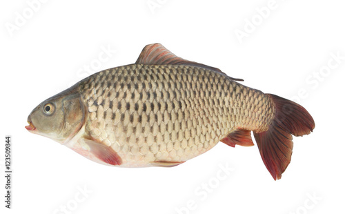 Carp fish isolated on white background