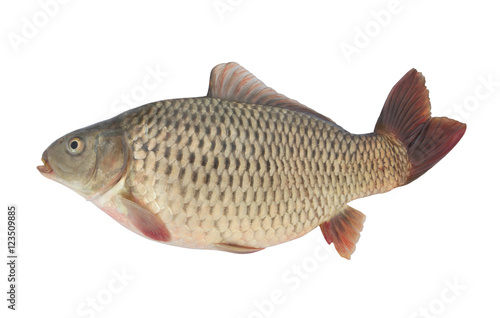 Carp fish isolated on white background