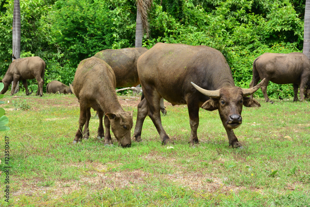 Thailand buffalo Family on his Prairie Plains Thailand buffalo Family on his Prairie Plains