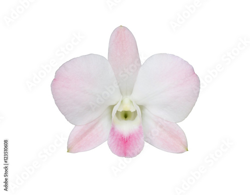 White-Pink orchids blooming on white background.  This image has clipping path 