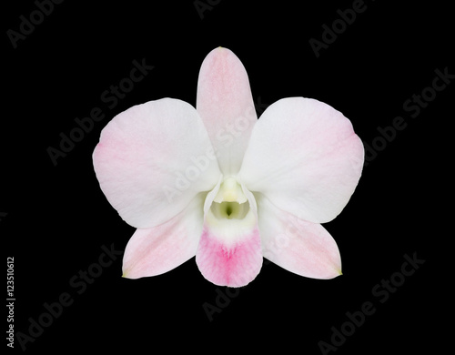 White-Pink orchids blooming on black background. (This image has clipping path)