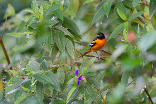 Oriole
