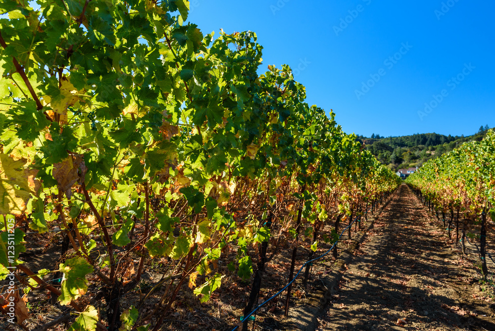 Rows of harvested grape vines in the sun