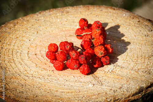 Fotografie Red autumn rowan on wooden stump in garden