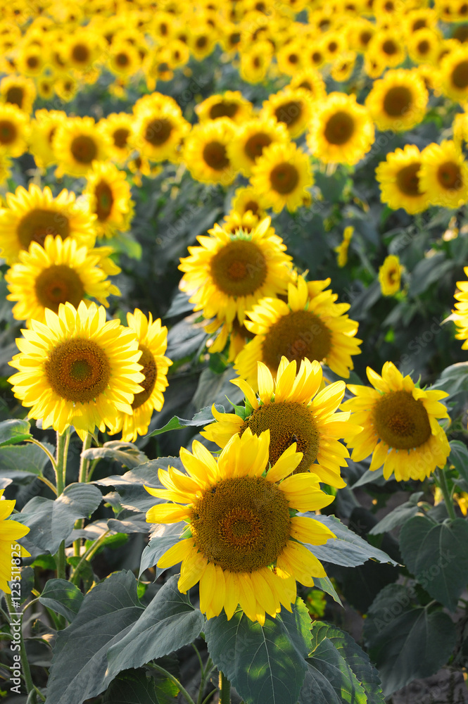 sunflower blooming in the field in summer sunflower blooming in the field in summer