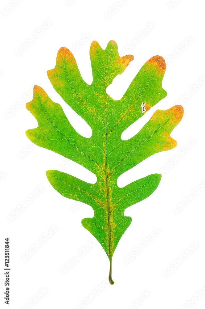 colorful autumn oak leaves isolated on white background