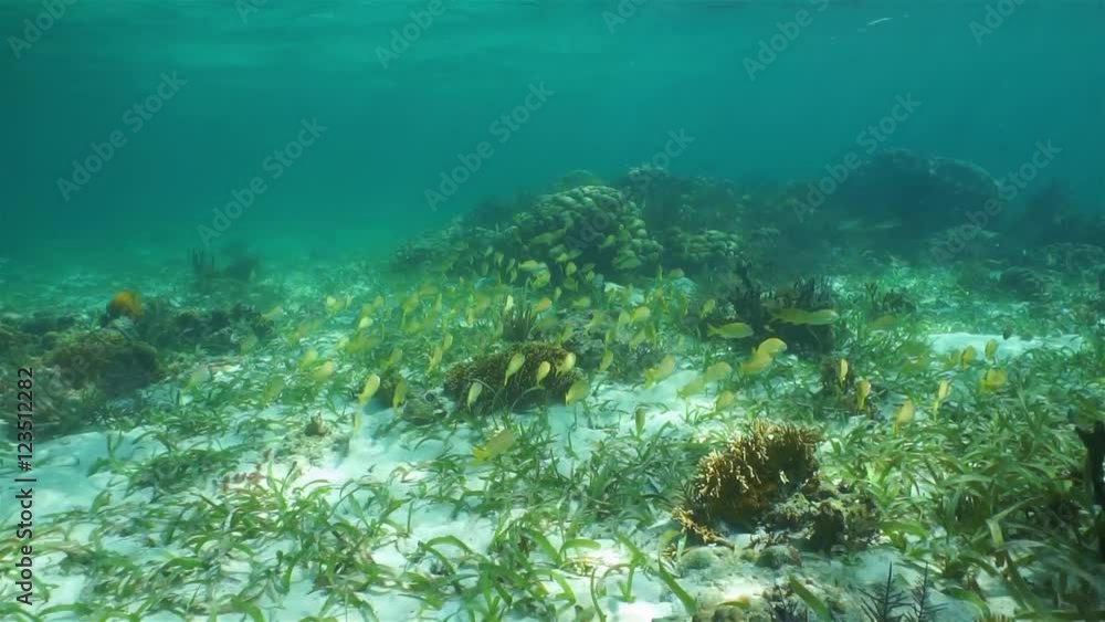 School of French grunt fish swimming on a coral reef in the Caribbean sea
School of French grunt fish swimming on a coral reef in the Caribbean sea