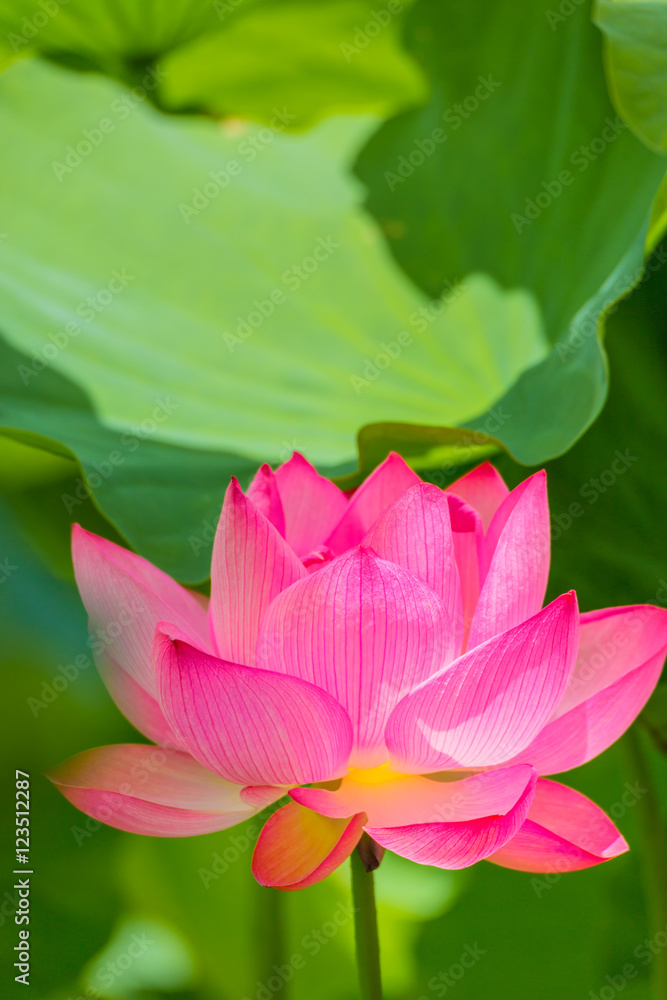 The lotus flower.Background is the lotus leaf. The lotus flower.Background is the lotus leaf.