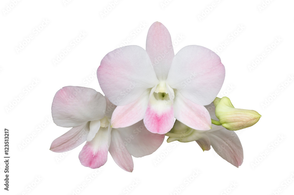 White-Pink orchids blooming on white background. (This image has clipping path) White-Pink orchids blooming on white background. (This image has clipping path)