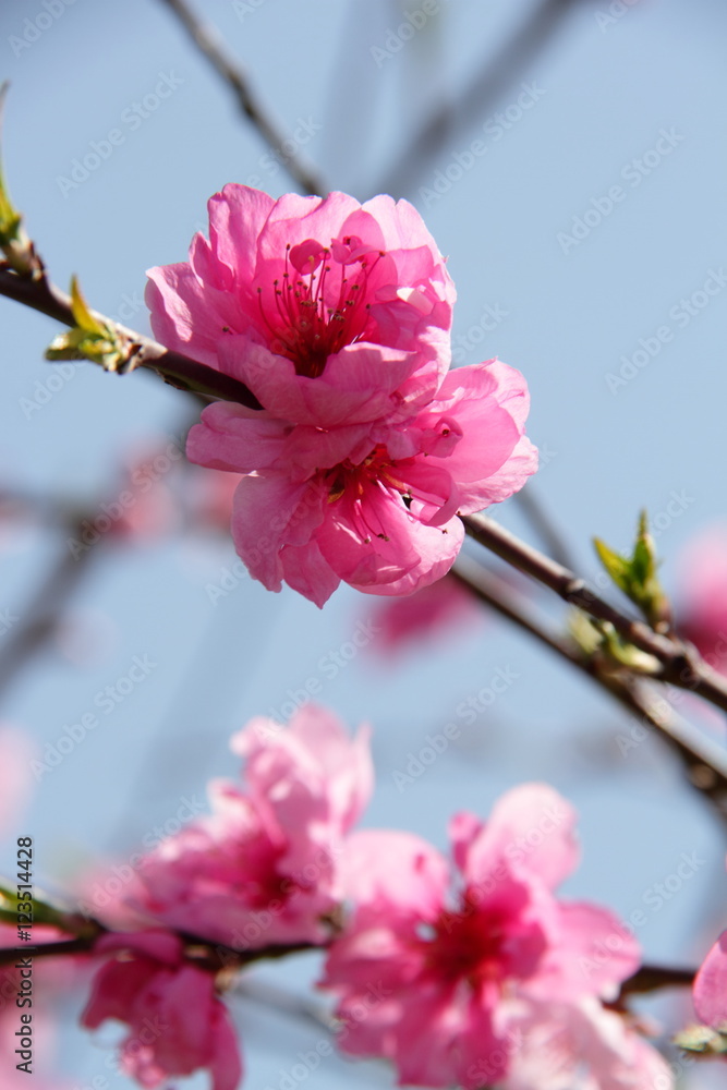 桃の花12