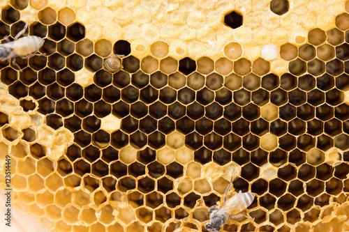 honey comb background.