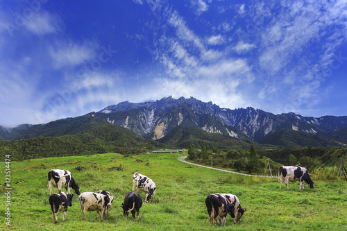 View of cows at Desa Dairy Farm, Kundasang Sabah with Mount Kinabalu as a background © farizun amrod