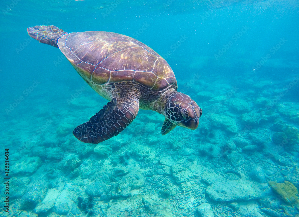 Fototapeta premium Snorkeling with sea turtle in blue lagoon