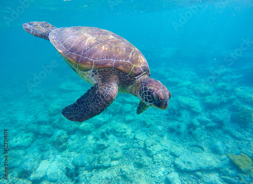 Snorkeling with sea turtle in blue lagoon