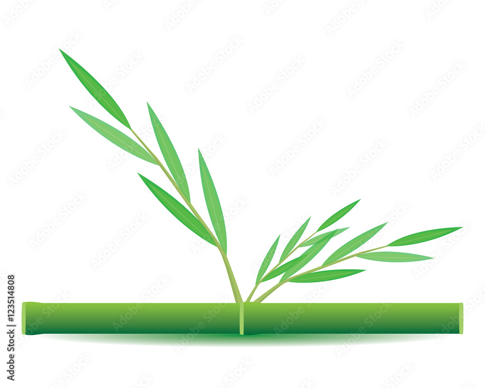 Obraz premium bamboo plant vector design