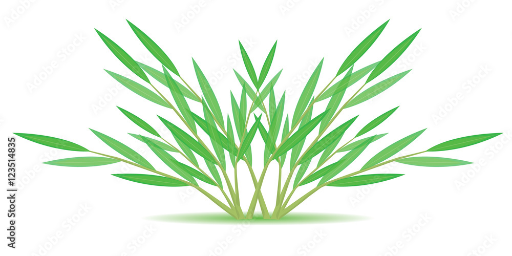 Obraz premium bamboo plant vector design